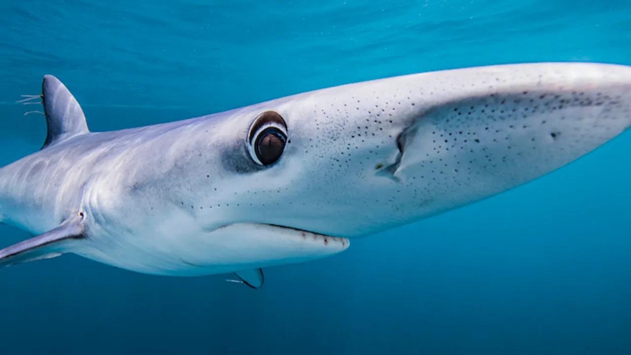 Blue Sharks Exhibit Chameleon-like Color Change Abilities Image
