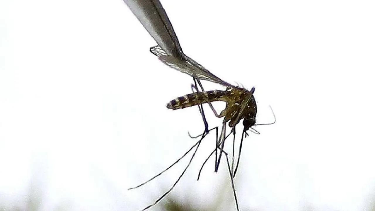 West Nile Virus Detected In Cache County Mosquitoes Image