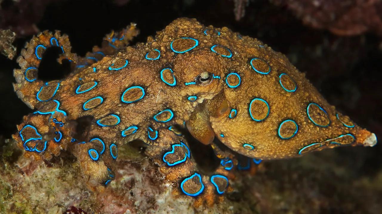 The Lethal Potency Of The Blue-ringed Octopus Image