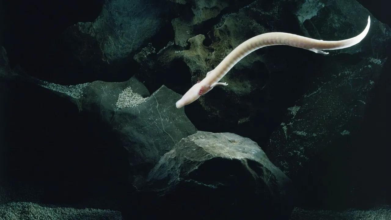 Olms Exhibit Remarkable Inactivity In Wild Cave Study Image