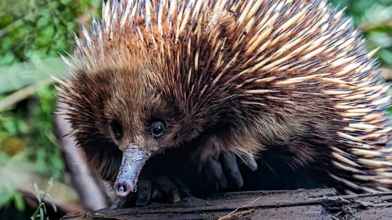 Mammals Evolved Into Anteaters Multiple Times Post-dinosaurs Image