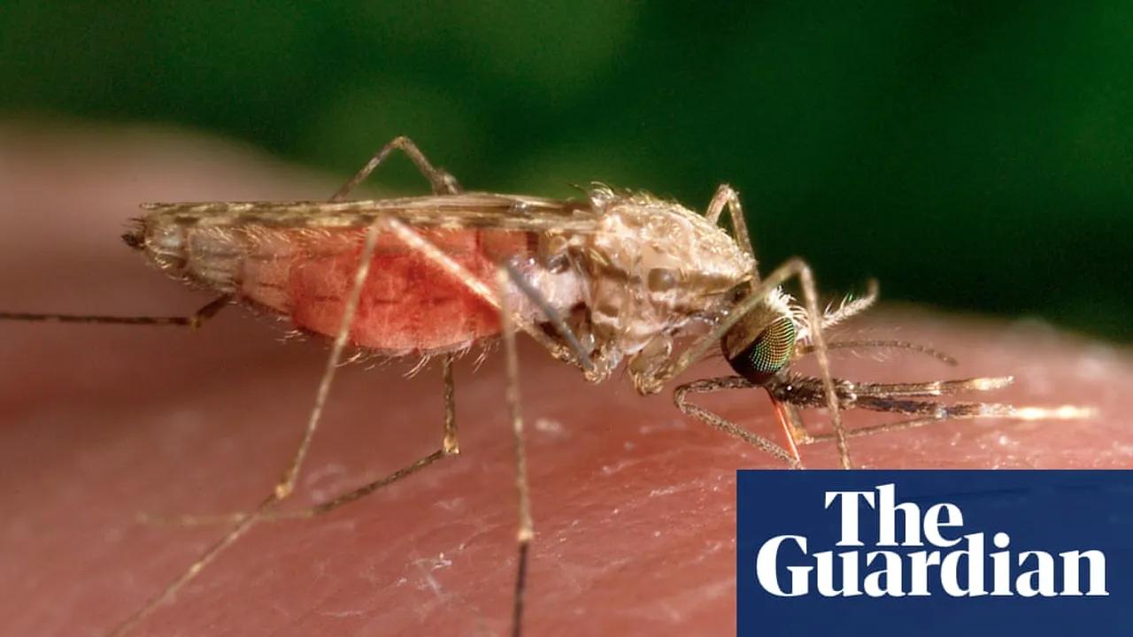 Malaria Resurgence In Zimbabwe Following Us Aid Cuts Image