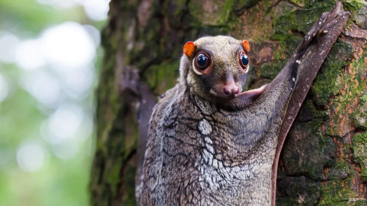Discover The Colugo: The Misnamed 'flying Lemur' Image