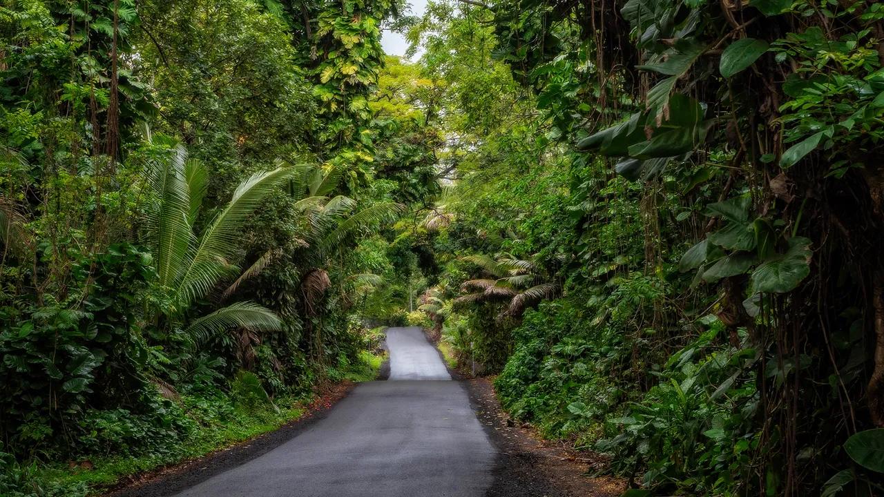 Beware Of Rat Lungworm Disease Threat In Hawaii Image