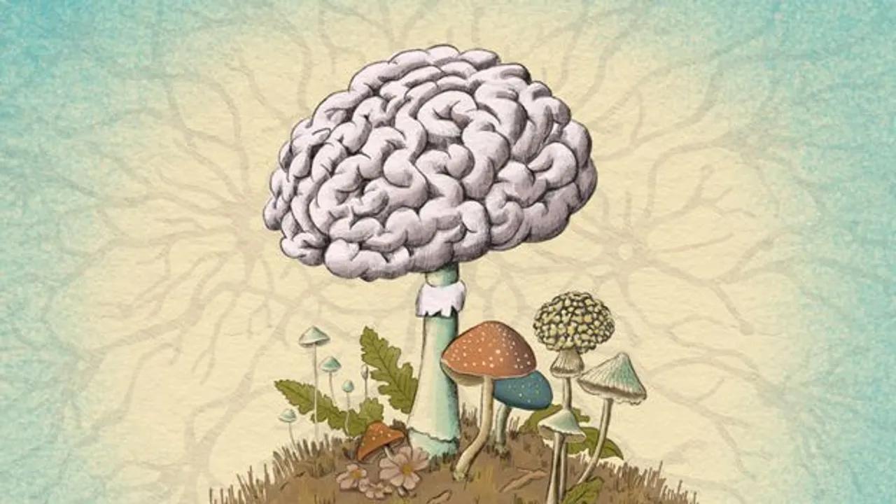 Exploring The Influence Of Body Fungi On Human Brain Health Image