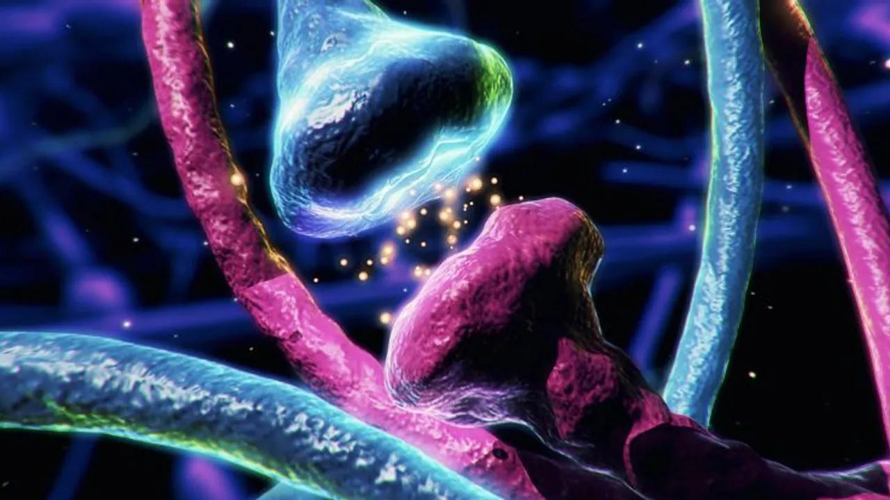 New Insights Into Dopamine's Role In The Brain Image