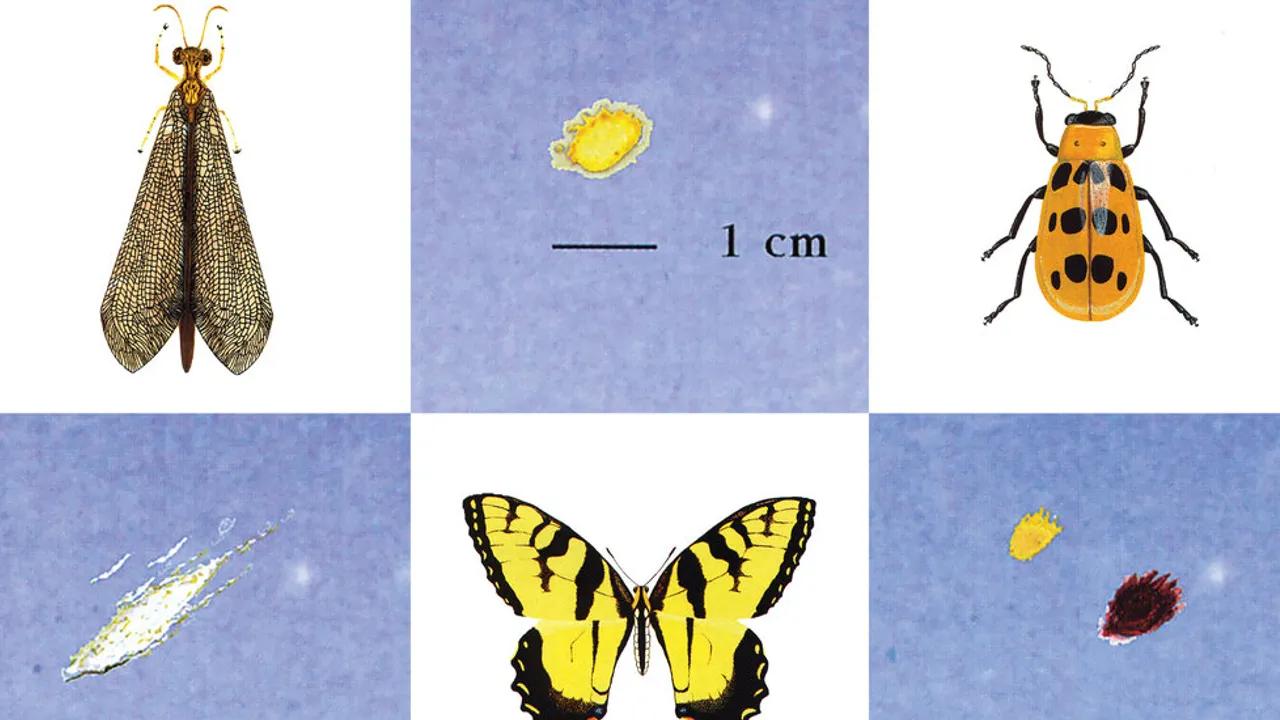 Exploring The Science Of Bug Splatter On Windshields Image