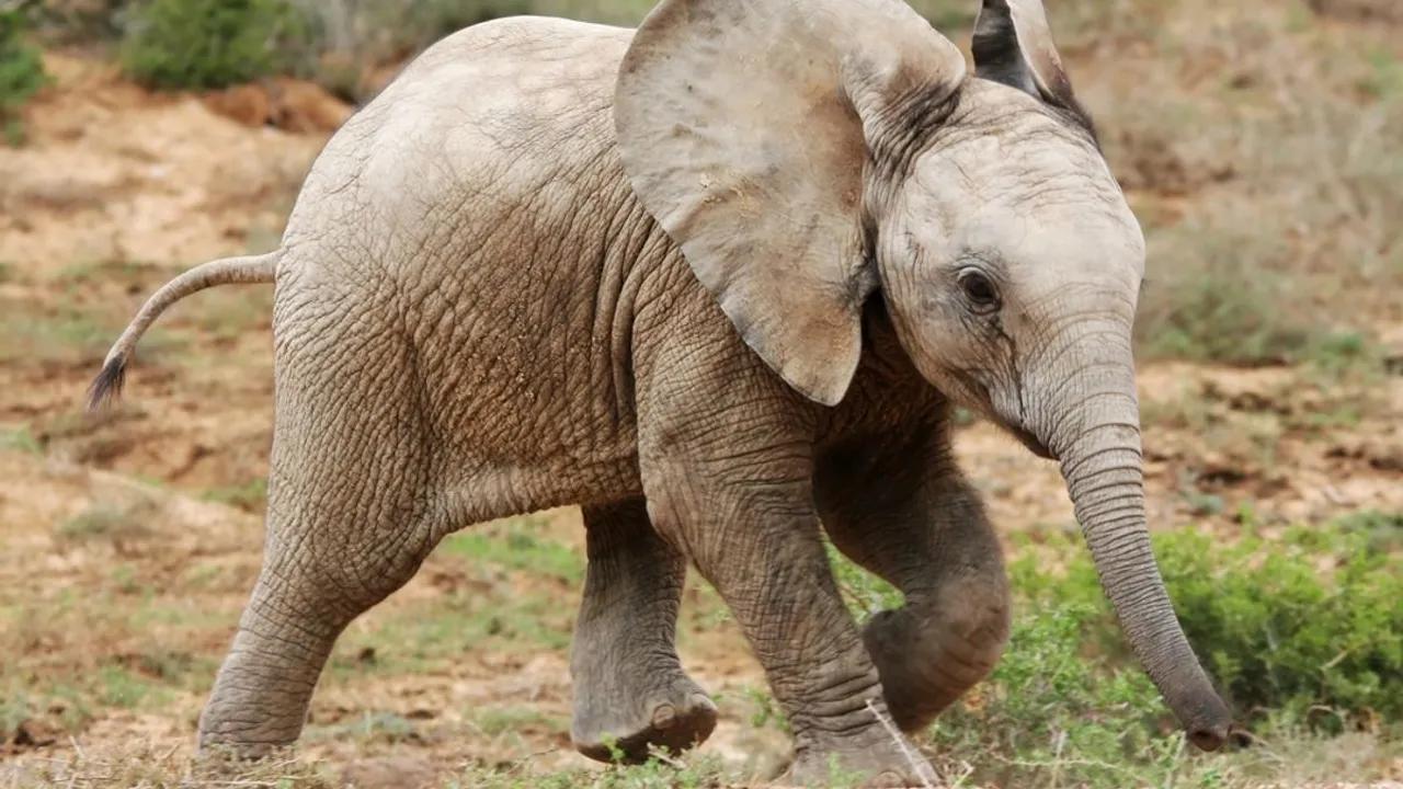 Meet Motty, The World's Only Known Elephant Hybrid Image