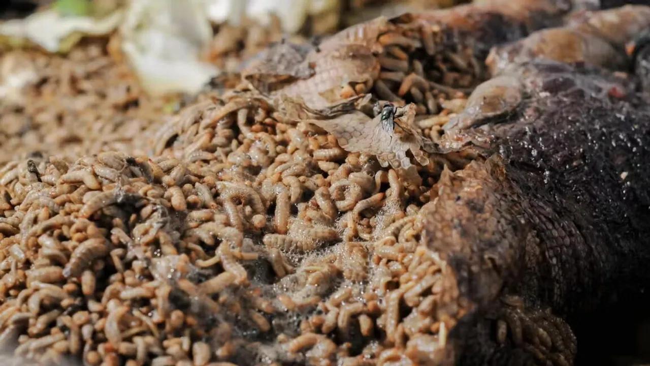 Exploring The Neanderthal Diet: Fermented Meat And Maggots Image