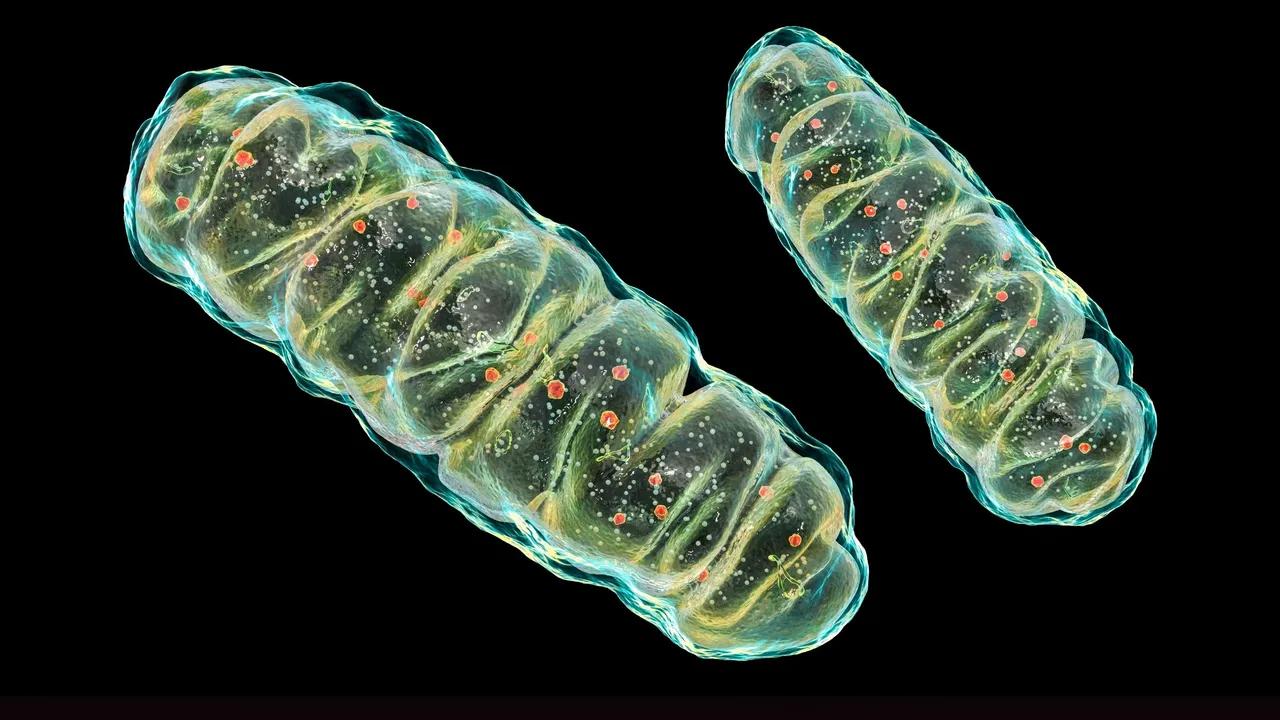 Mitochondria's Role In Sleep Regulation Uncovered Image