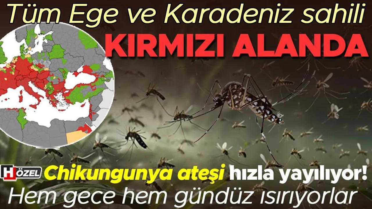 Chikungunya Ateşi: Türkiye Ve Dünya Üzerindeki Tehditler Image