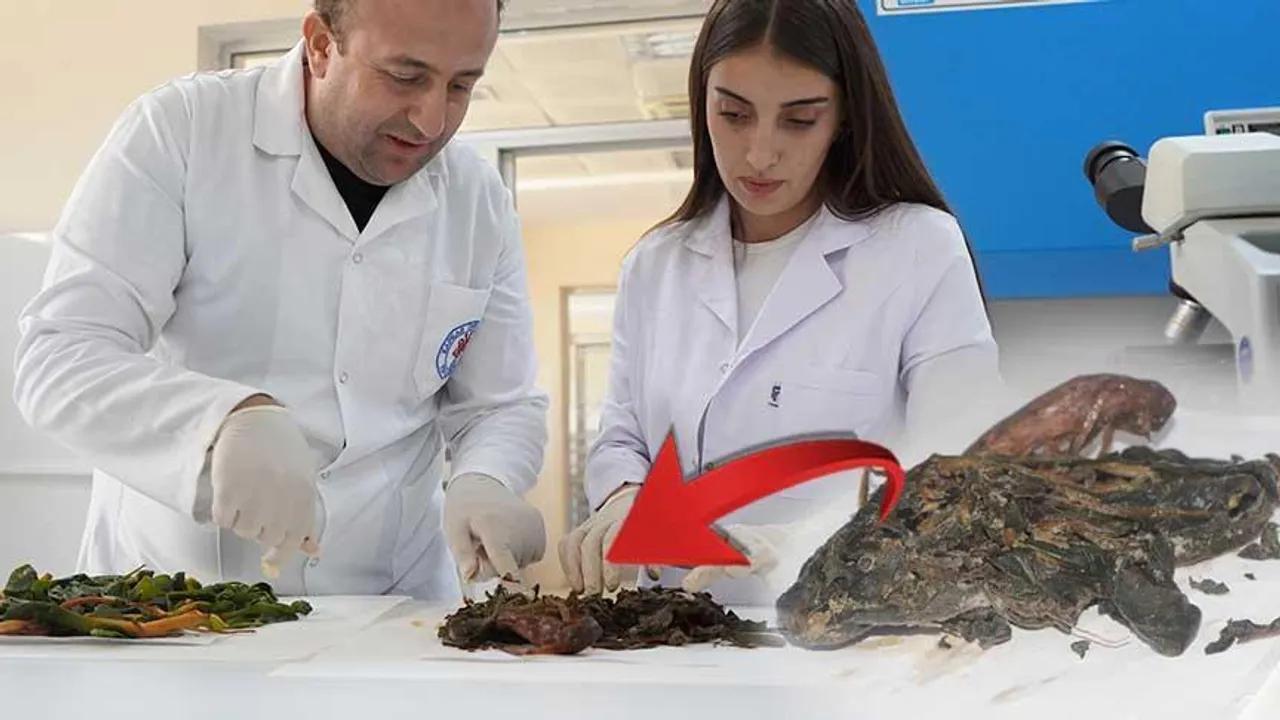Şırnak'ta Keşfedilen Bitkiler, Önemli Hastalıklara Karşı Umut Vaadediyor Image