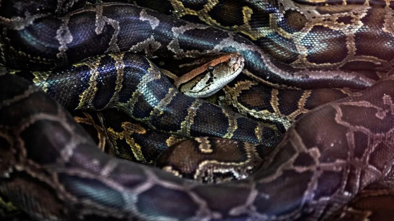 Florida'da Piton Istilasıyla Mücadelede Robot Tavşan Kullanımı Image