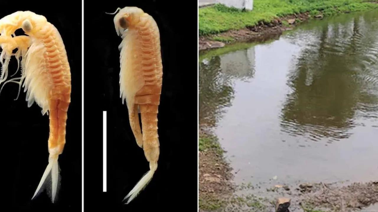 Hindistan'da Yeni Peri Karidesi Türü Keşfedildi Image