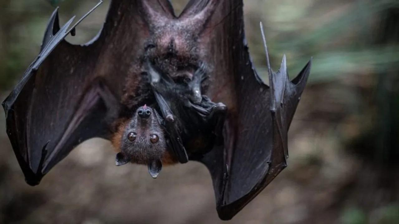 Tourist Faces $21K Bills After Bat Encounter in Arizona Image
