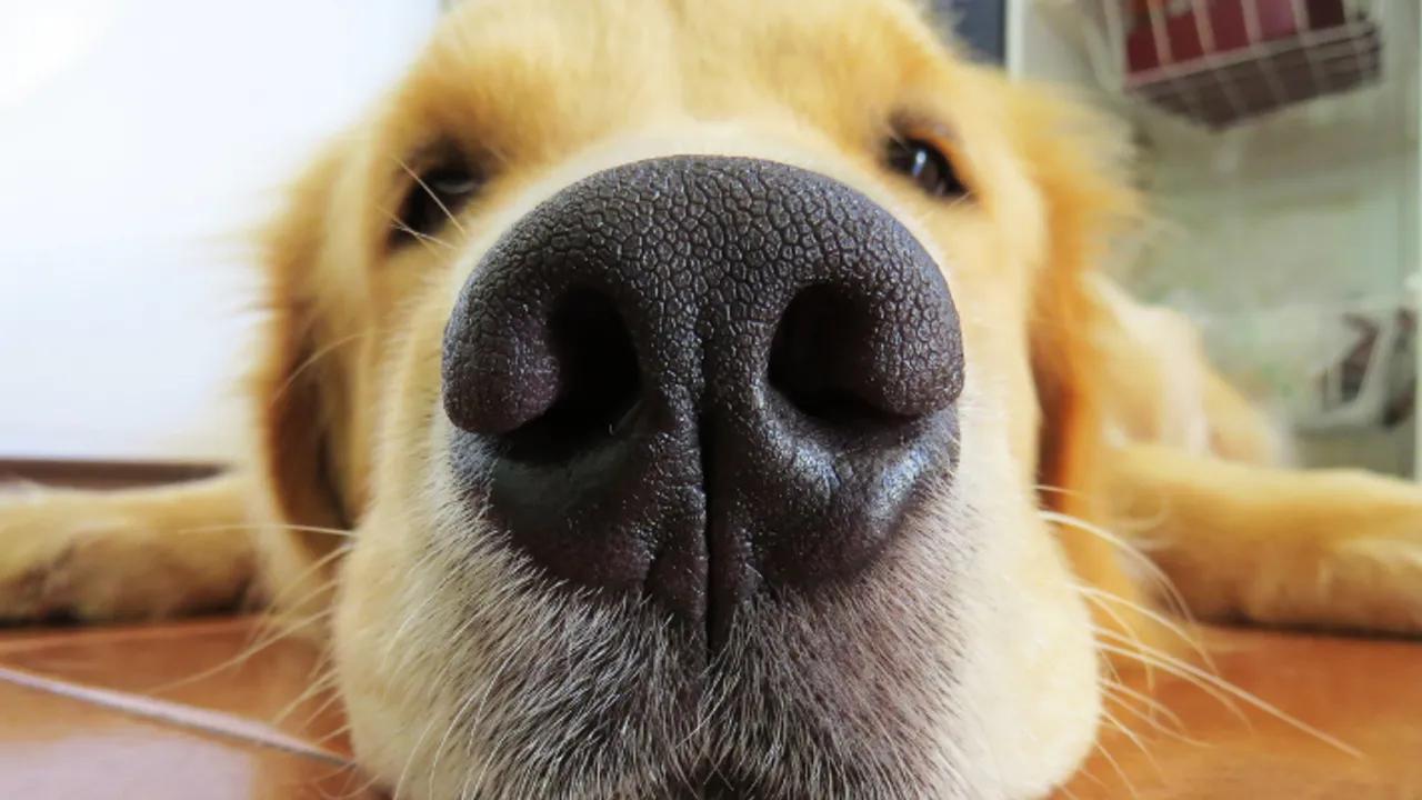 Köpekler, Parkinson Hastalığını Koku Yoluyla Tespit Edebiliyor Image
