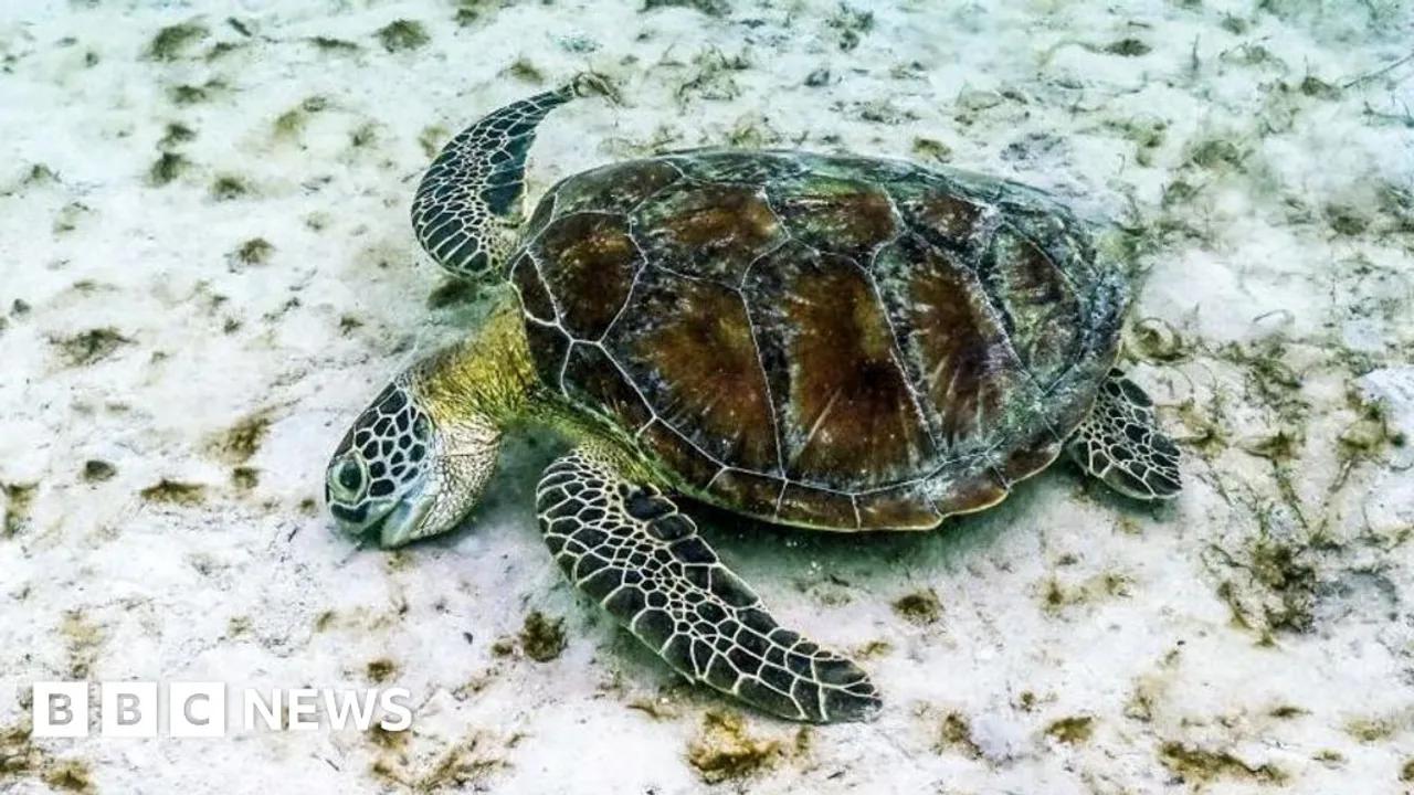 Great Barrier Reef Faces Record Coral Decline Image
