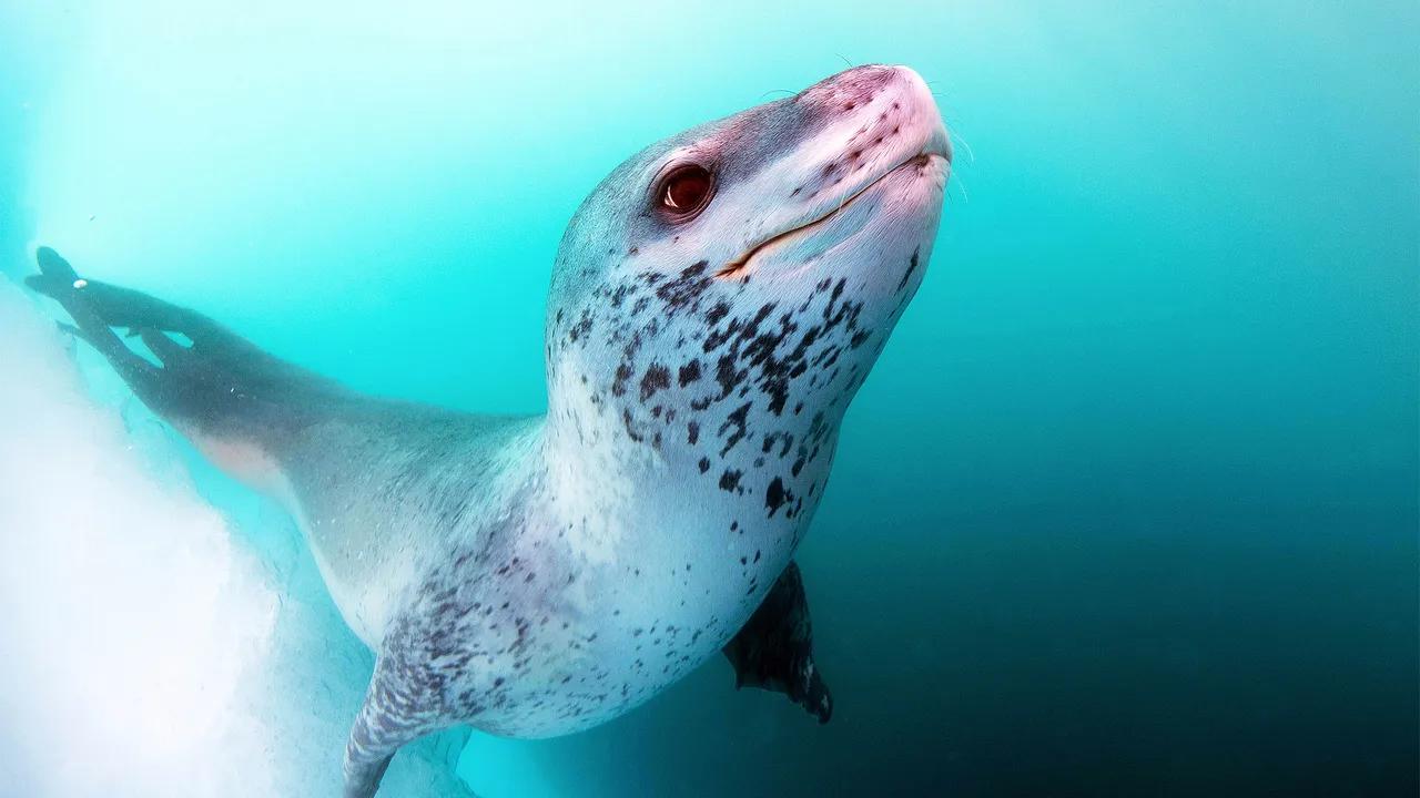 Leopard Seals Sing Complex Songs Similar to Nursery Rhymes Image