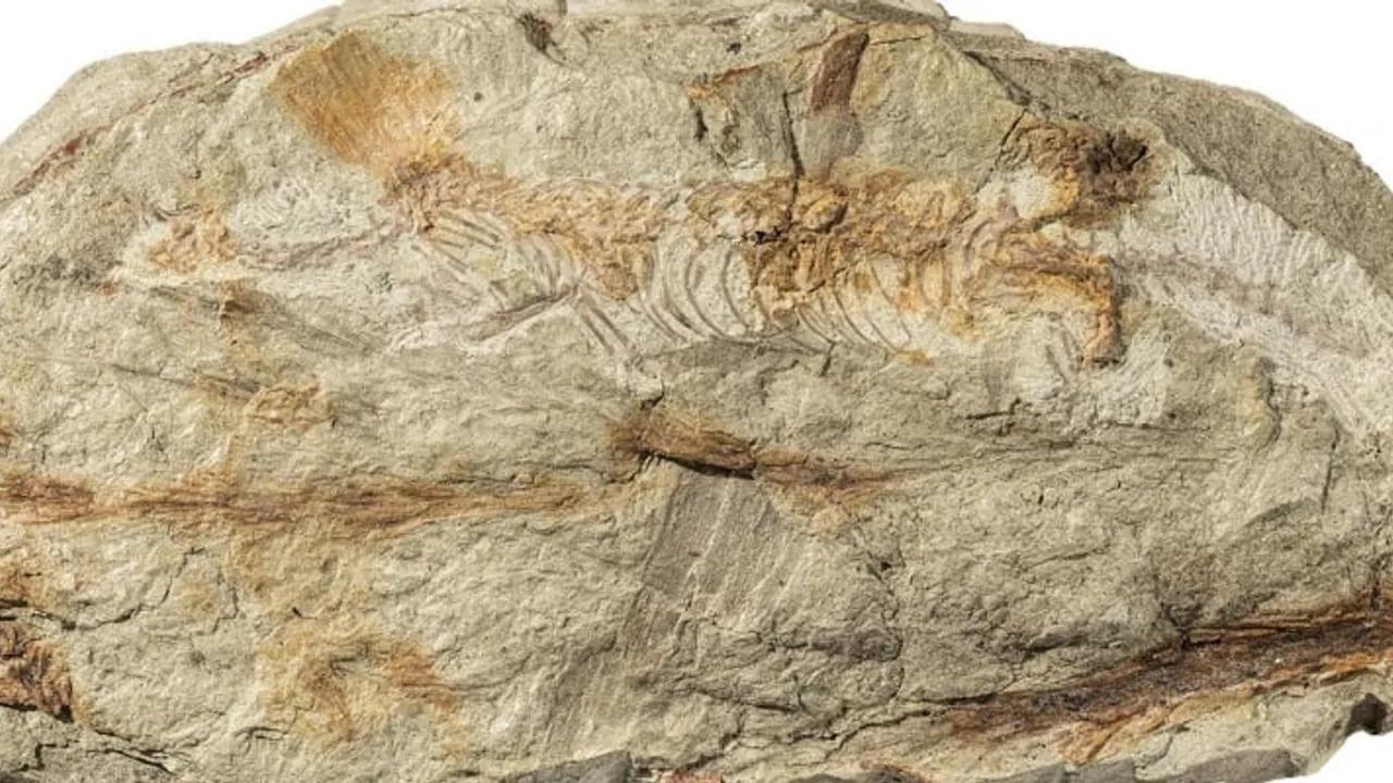 Almanya'da Dinozorlardan Önce Yaşamış Sürüngen Fosili Keşfedildi Image