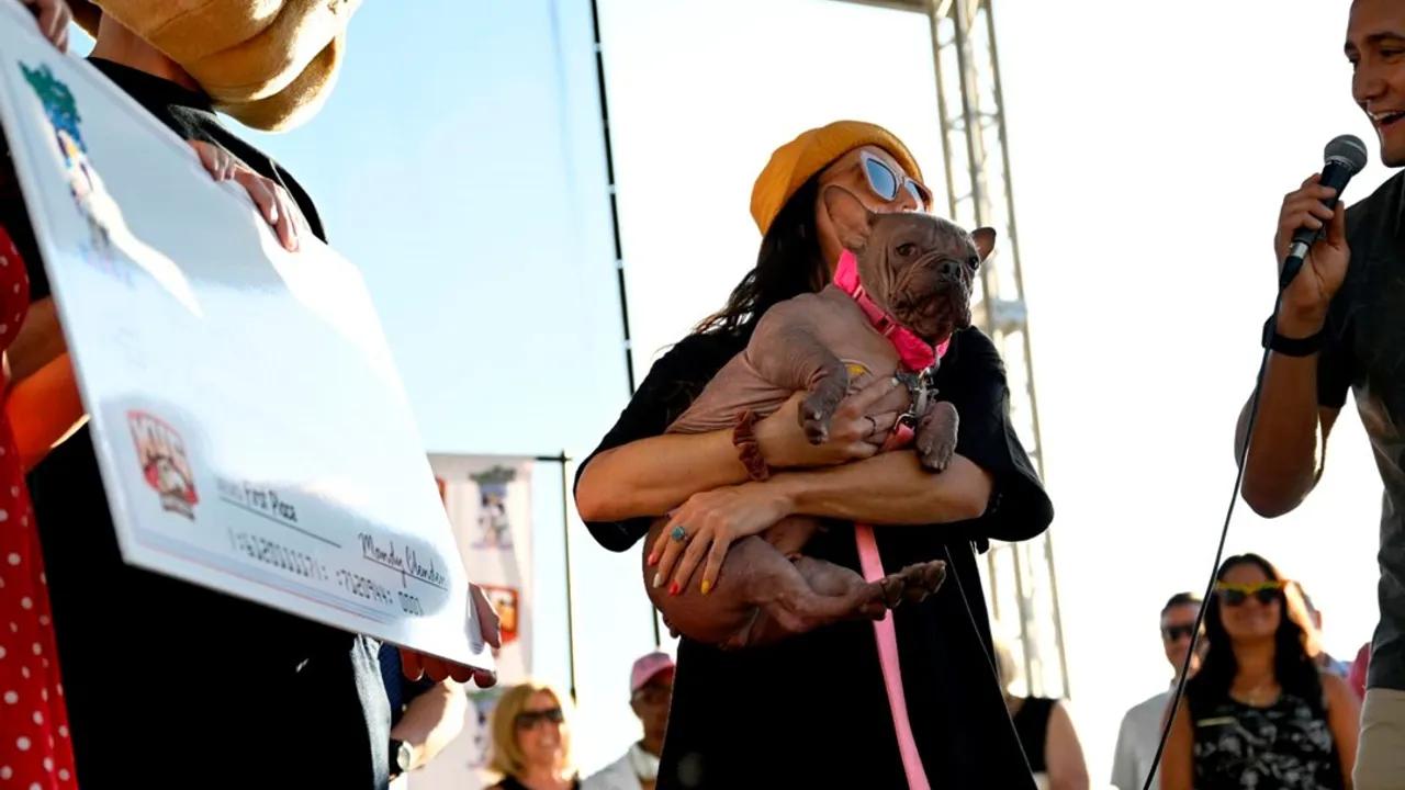 Dünyanın En Çirkin Köpeği Yarışmasında Petunia Birinci Oldu Image
