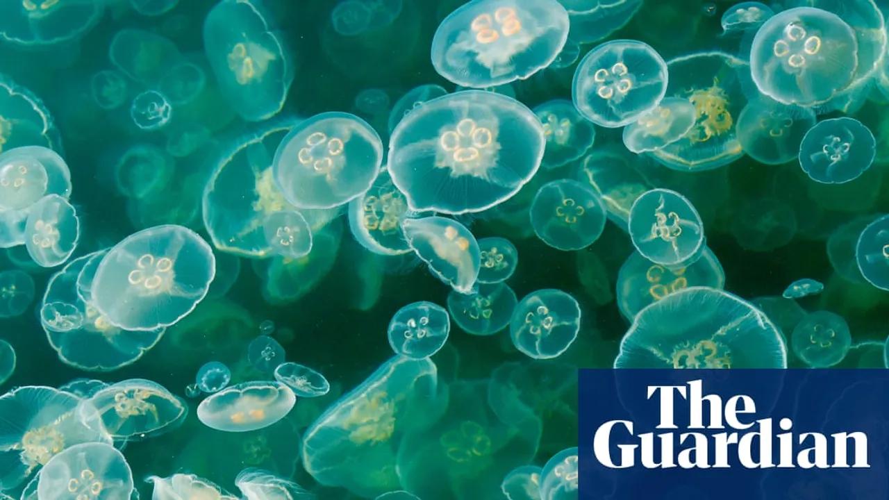Jellyfish Swarm Forces Shutdown of French Nuclear Plant Image