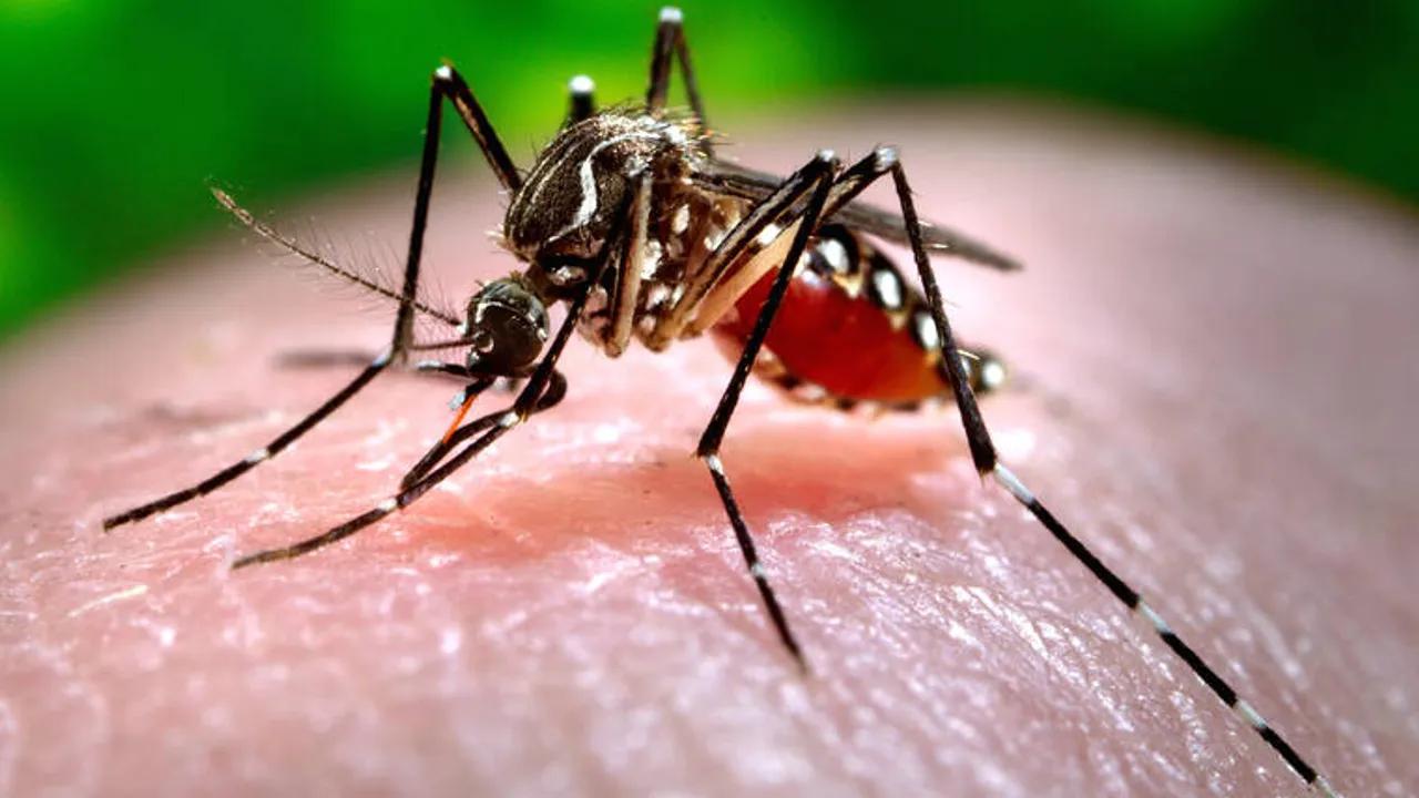 Hawaii Confirms 12th Travel-Related Dengue Case in 2025 Image