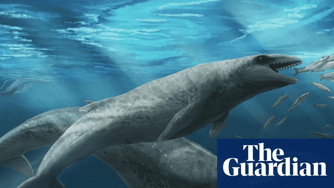 Ancient Whale with Sharp Teeth Discovered in Australia Image