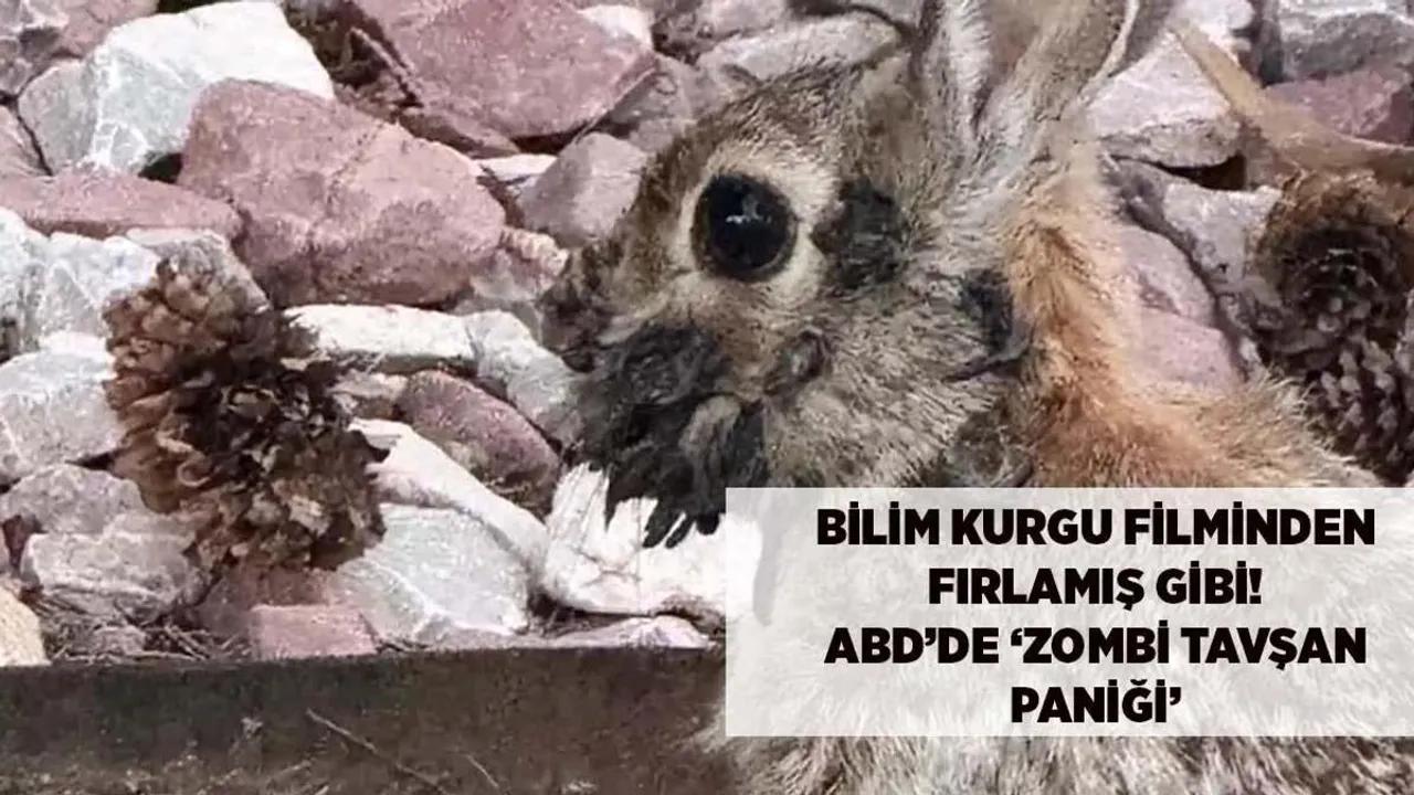 ABD'de 'Zombi Tavşan' Vakası: Bilim Kurgu Filmlerini Andırıyor Image