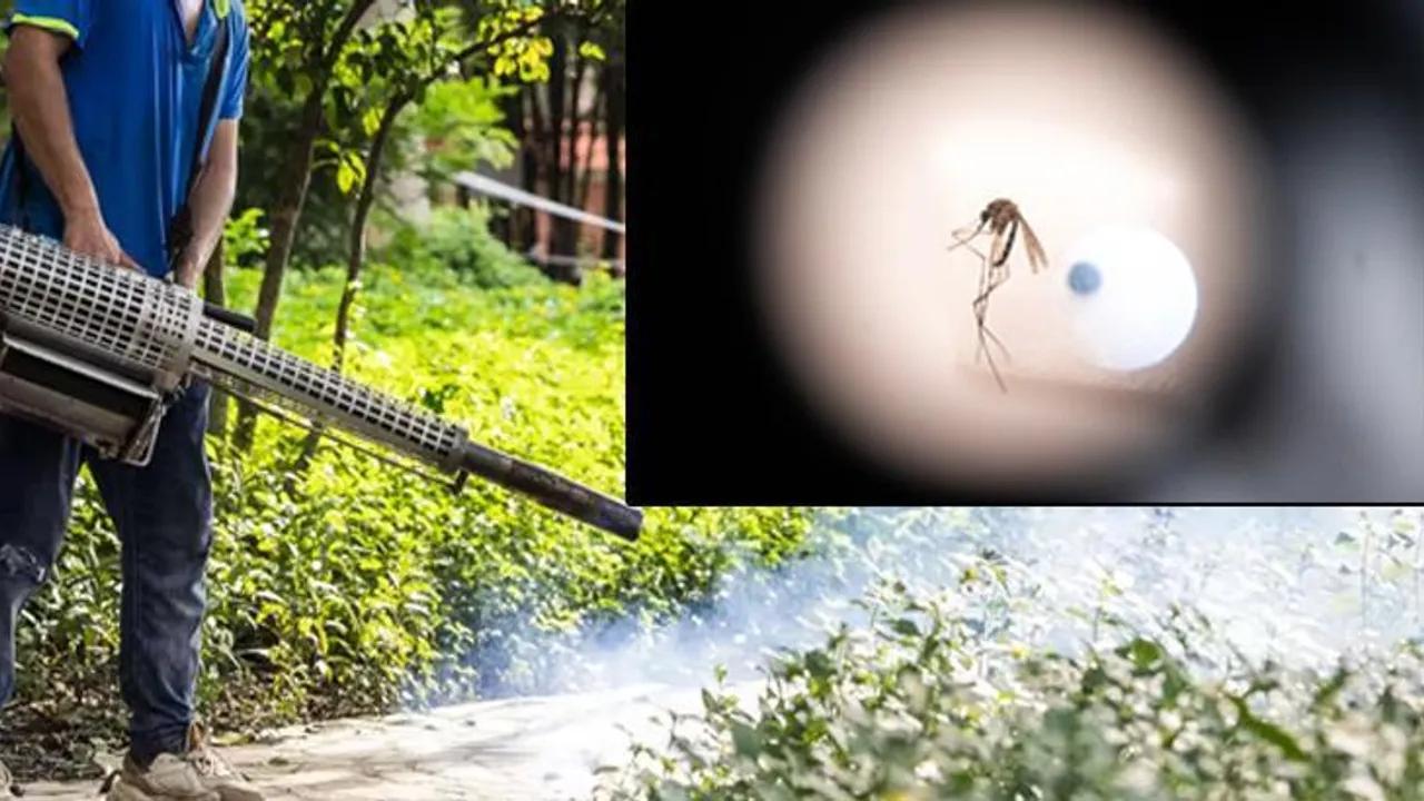 Çin'de Chikungunya Salgını: Dron ve İlaçlarla Mücadele Başladı Image
