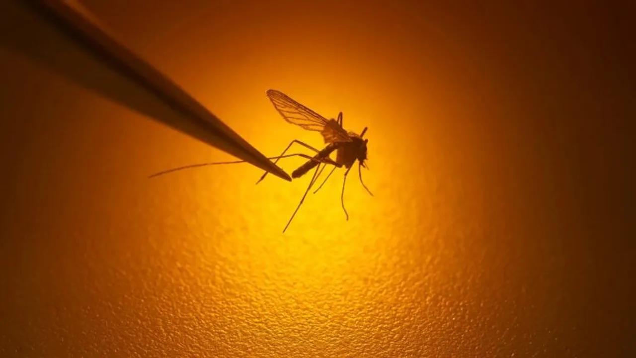 High West Nile Virus Risk in 10 Massachusetts Communities Image