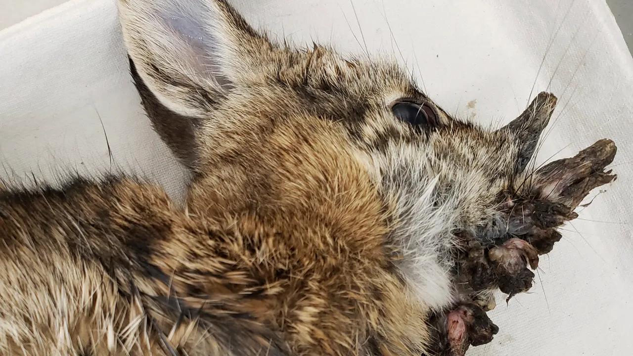 Colorado Rabbits with 'Horns' Linked to Common Virus Image