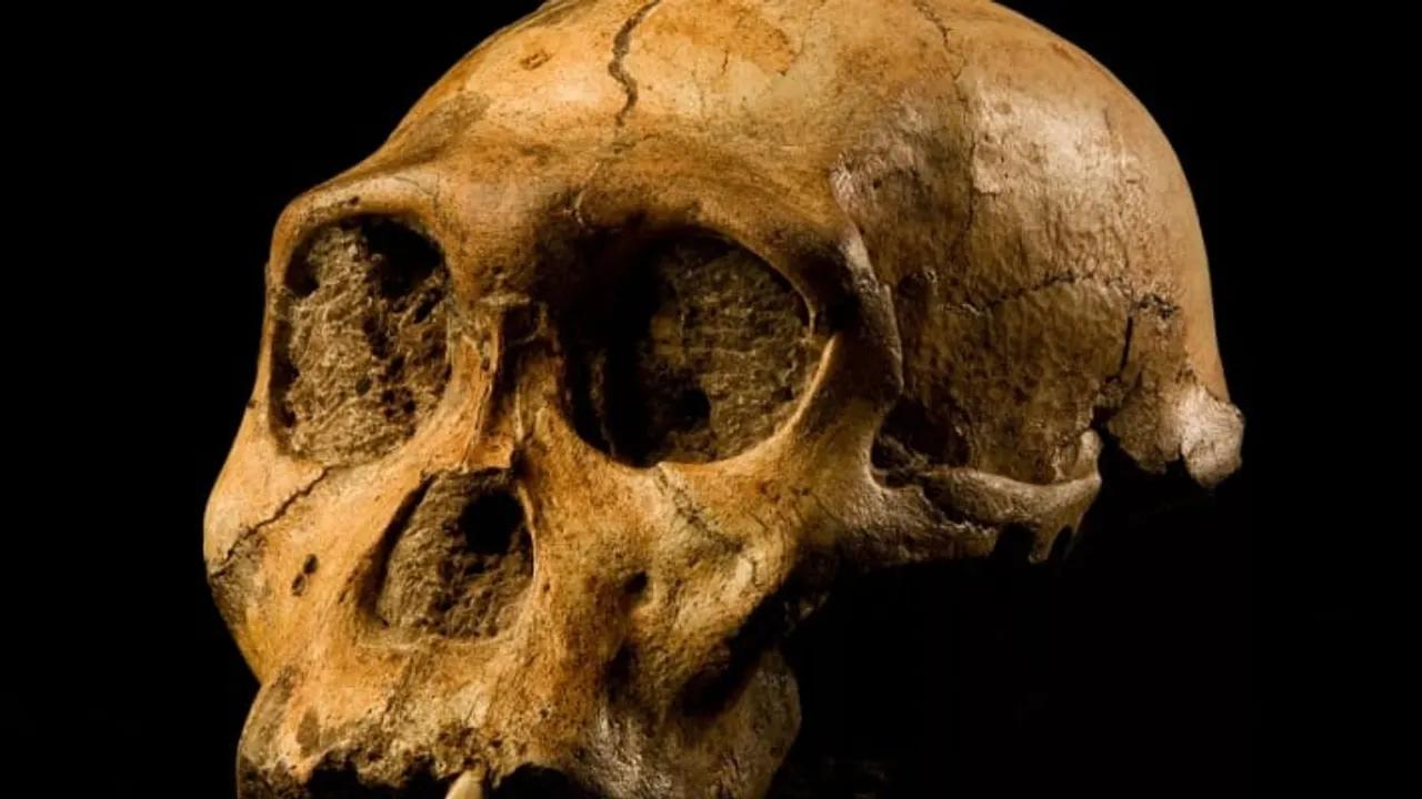 Etiyopya'da Yeni Australopithecus Fosili Keşfi: Tarihe Işık Tutan Bulgular Image