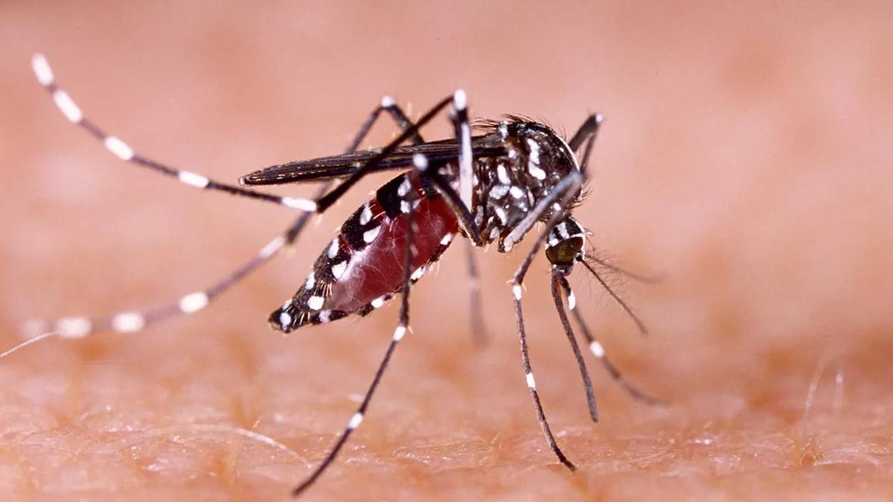 Las Vegas Faces Escalating Mosquito Threat, Raising Health Concerns Image