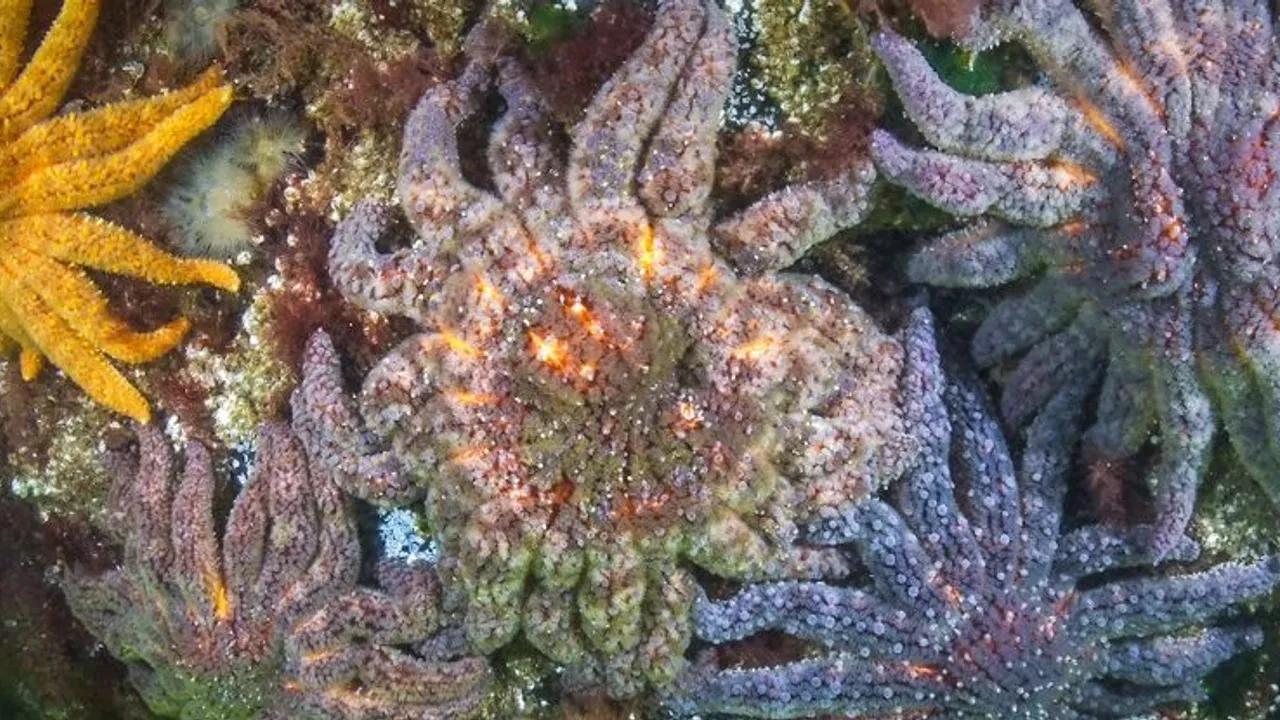 Scientists Identify Bacteria Behind Sea Star Wasting Disease Image