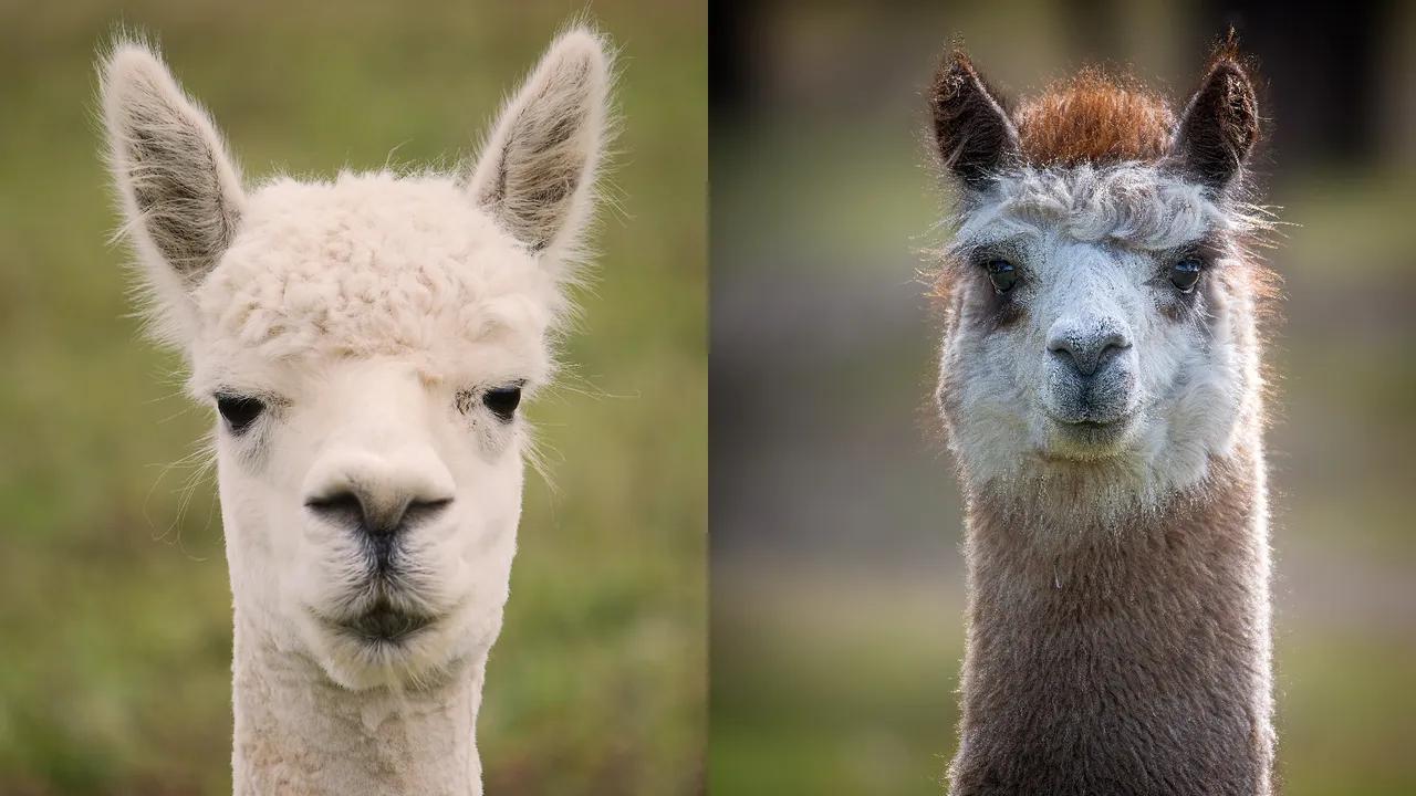 Comparing Llamas and Alpacas: Key Differences Explained Image